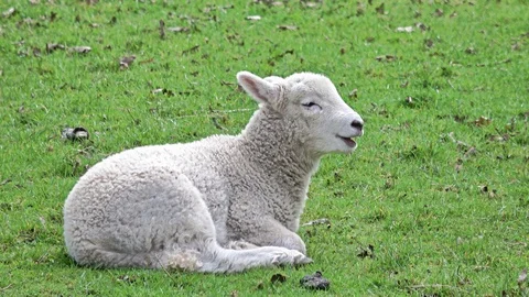 A sheep lying on grass resting and ruminating Video stock 95061410