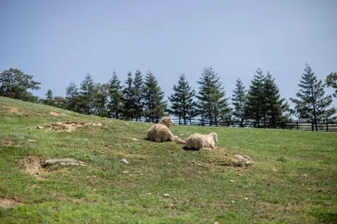 Sheep lying on the hillside Stock Photos