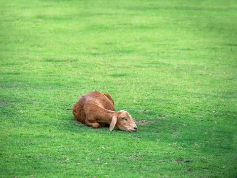 Sheep lying rolling on the grass, meadow, pasture Stock Photos