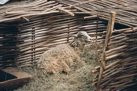 Sheep lying on straw bedding Stock Photos