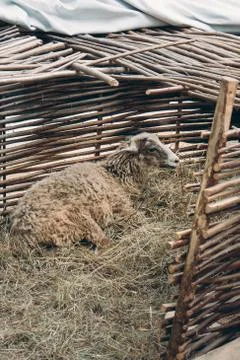 Sheep lying on straw bedding Stock Photos