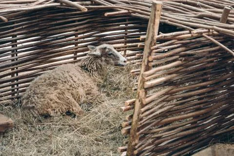 Sheep lying on straw bedding Stock Photos