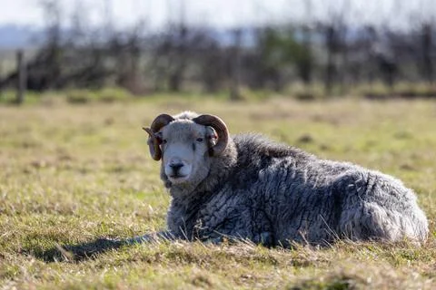 Sheep Lying in a Sunny Field Stock Photos