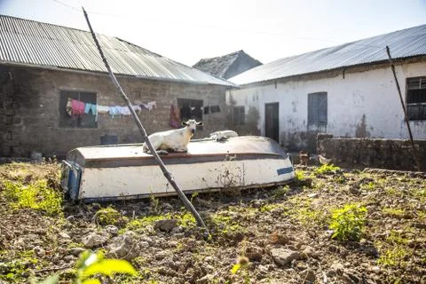 Sheep lying on an upside-down boat in the Wasini Island of Kenya 写真素材