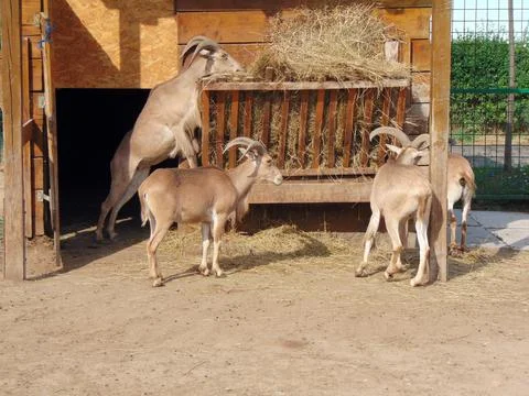 Sheep with mane at zoo Stockfoto's