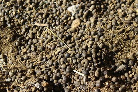 Sheep manure on the ground Stock Photos