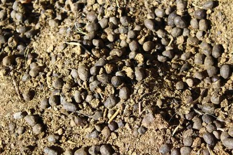 Sheep manure on the ground Stock-Fotos