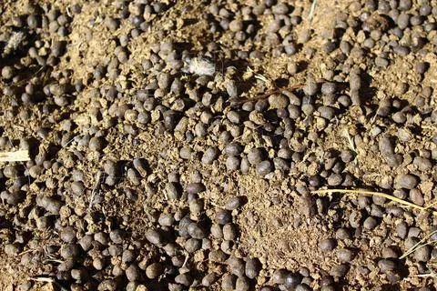 Sheep manure on the ground Foto stock
