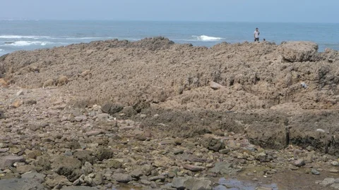 Sheep in a Marrakech rocky beach, Morocco, Africa in 4K Stock Footage 91786134