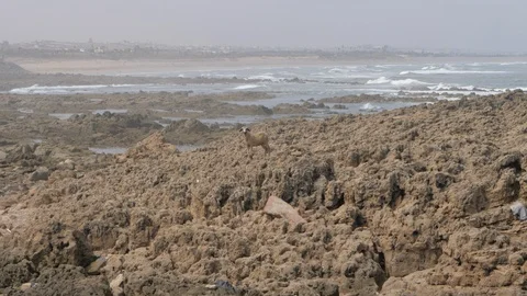 Sheep in a Marrakech rocky beach, Morocco, Africa in 4K Stock Footage 91786808