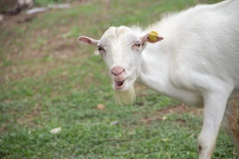 Sheep masticate grass Stock Photos
