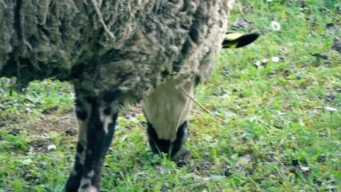 Sheep May Safely Graze Vídeo Stock 93552554