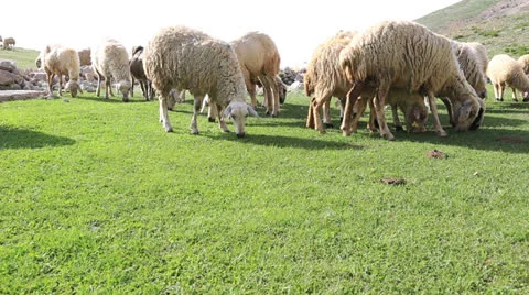 Sheep on a meadow 1 Stock Footage 24232996