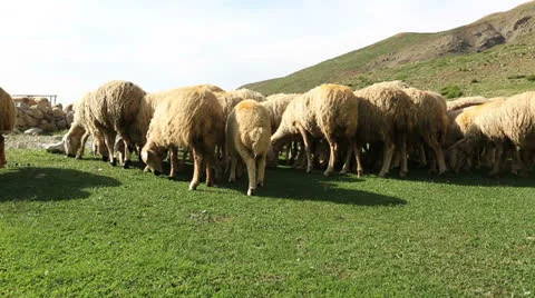 Sheep on a meadow 2 Stock Footage 24232772