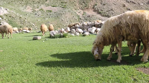 Sheep on a meadow 3 Video stock 24232537