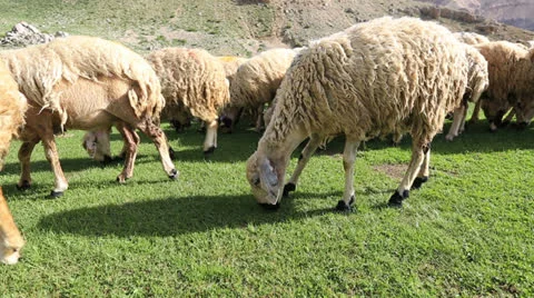 Sheep on a meadow 4 Stock Footage 24232258