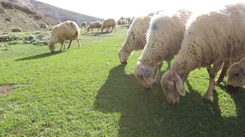 Sheep on a meadow 5 Stock Footage 24231893