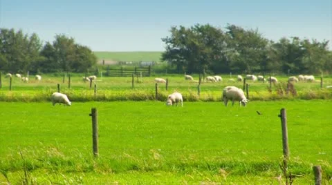 Sheep In A Meadow Stock Footage