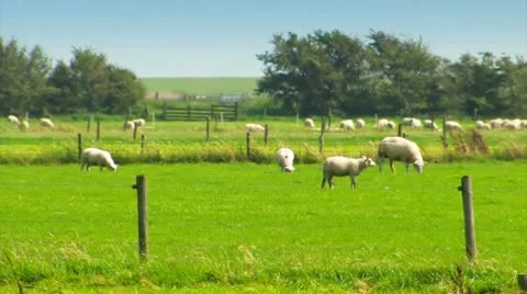 Sheep In A Meadow Stock Footage 8836727