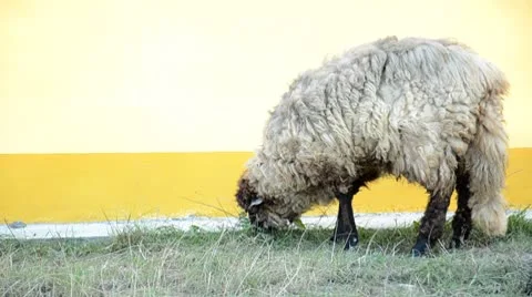 Sheep on the meadow 스톡 동영상 8947980