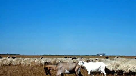 Sheep in the meadow Stock Footage