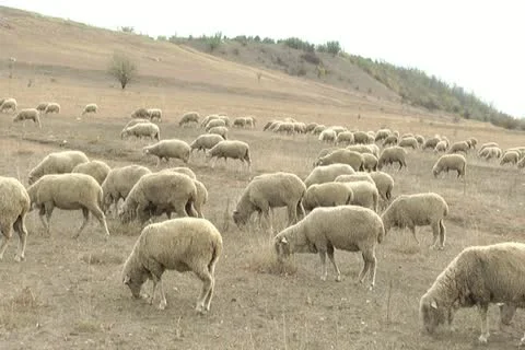 Sheep on a meadow Stock Footage 12289512