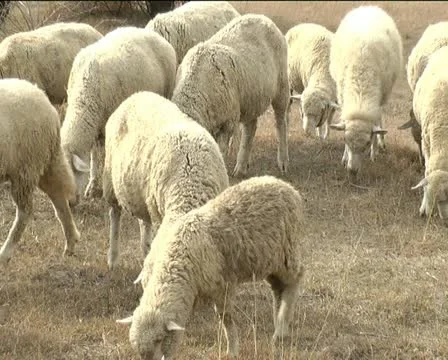 Sheep on a meadow Stock Footage 12289517