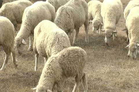 Sheep on a meadow Stock Footage 12289523