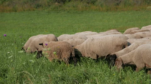 Sheep in a meadow Stock Footage 55498160