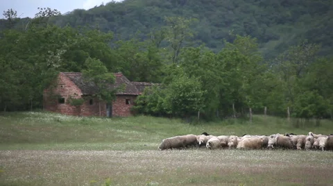 Sheep on  a meadow Stock Footage 63612294