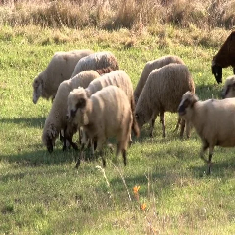 Sheep on meadow Stock Footage
