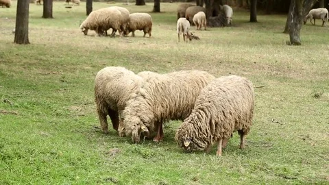 Sheep on the meadow Stock Footage 74911857