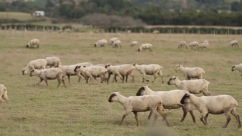 Sheep on meadow Stock Footage 77045940