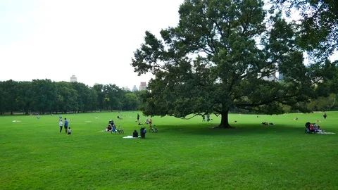 Sheep Meadow Stock Footage 82909949