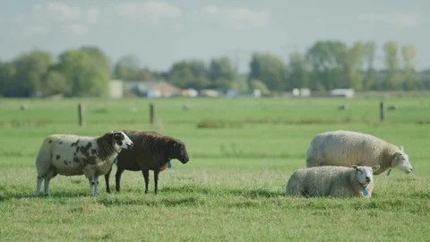 Sheep  in the meadow netherlands Stock Footage 125870770