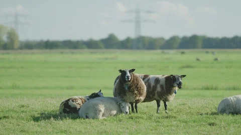 Sheep  in the meadow netherlands Stock Footage 125870784