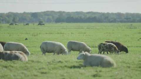 Sheep  in the meadow netherlands Stock Footage 125870868