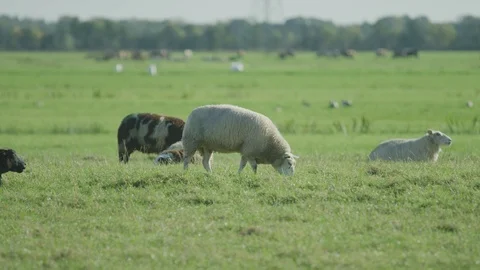 Sheep  in the meadow netherlands Stock Footage 125870957
