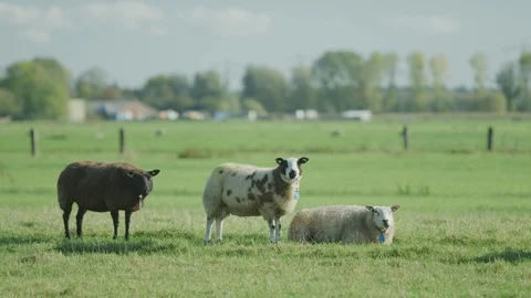 Sheep  in the meadow netherlands Stock Footage 125870990