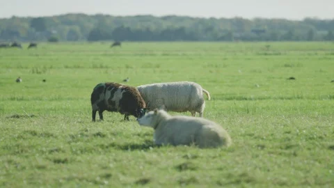 Sheep  in the meadow netherlands Stock Footage 125871064
