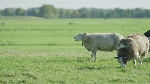 Sheep  in the meadow netherlands Stock Footage 125871289