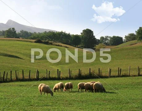 Sheep in a meadow Stock Photos