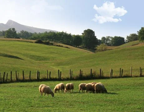 Sheep in a meadow Stock Photos