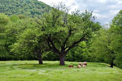 Sheep on the meadow Stock Photos