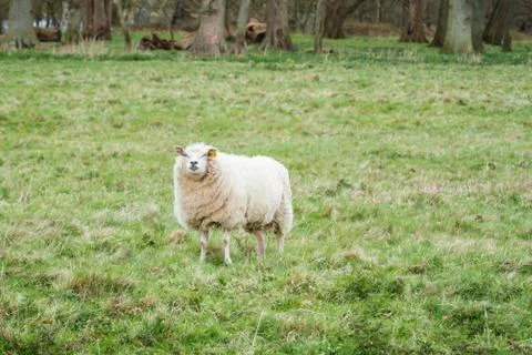 Sheep on a meadow Stock Photos