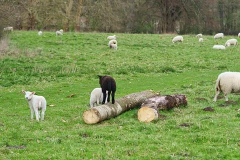 Sheep on a meadow Stock-Fotos