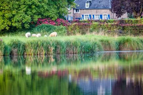 Sheep in the meadow Stock Photos