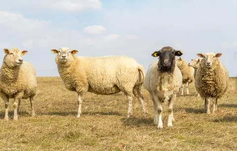 Sheep on a meadow Stock Photos