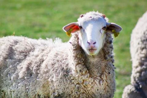 Sheep in the meadow Stock Photos