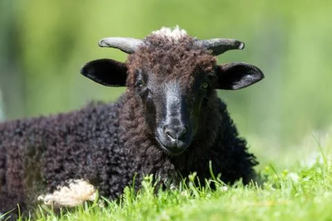 Sheep in a meadow Stock Photos